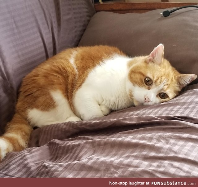 My cat is having an existential crisis right now. That 1000yd stare is priceless