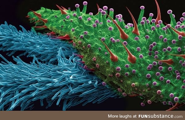 A Cannabis bud under an electron microscope