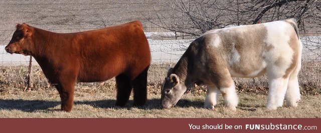 Fuzzy cows