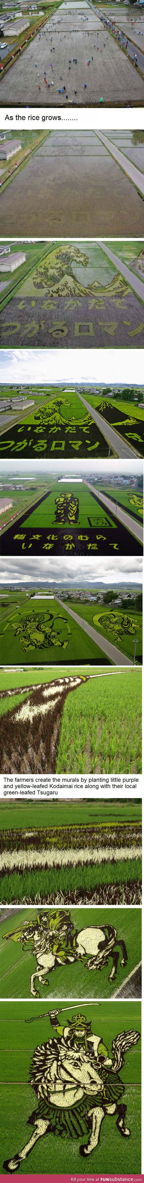 Rice field paintings