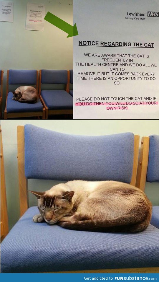 Notice regarding the cat