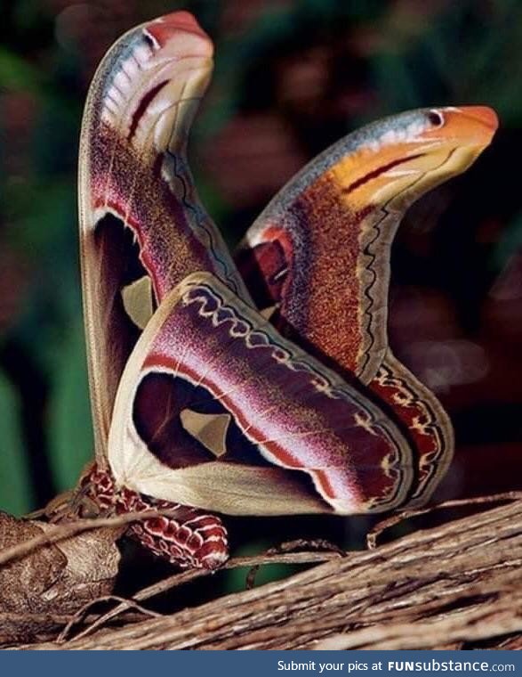 ???? The Atlas Moth has wings that look like snake heads. ????