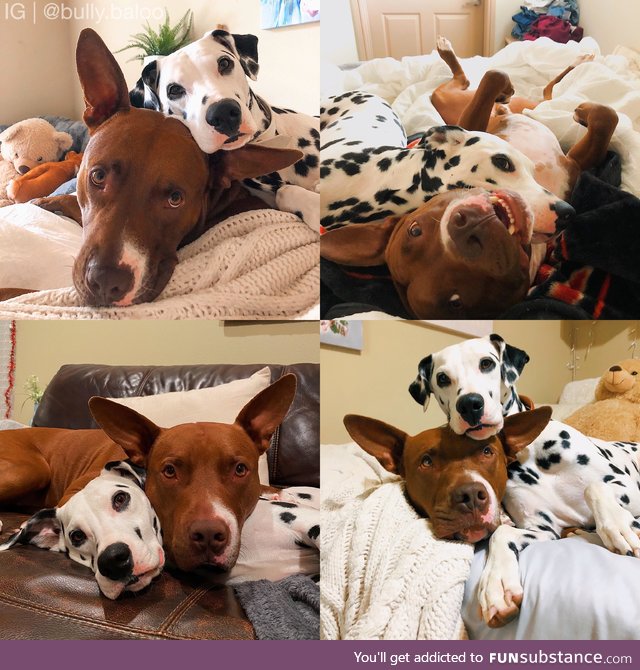 These two snuggle bugs are absolutely inseparable