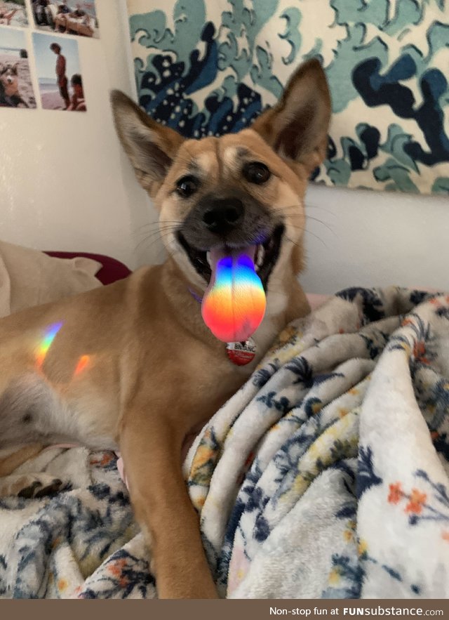 My son’s dog with a prism refraction on its tongue