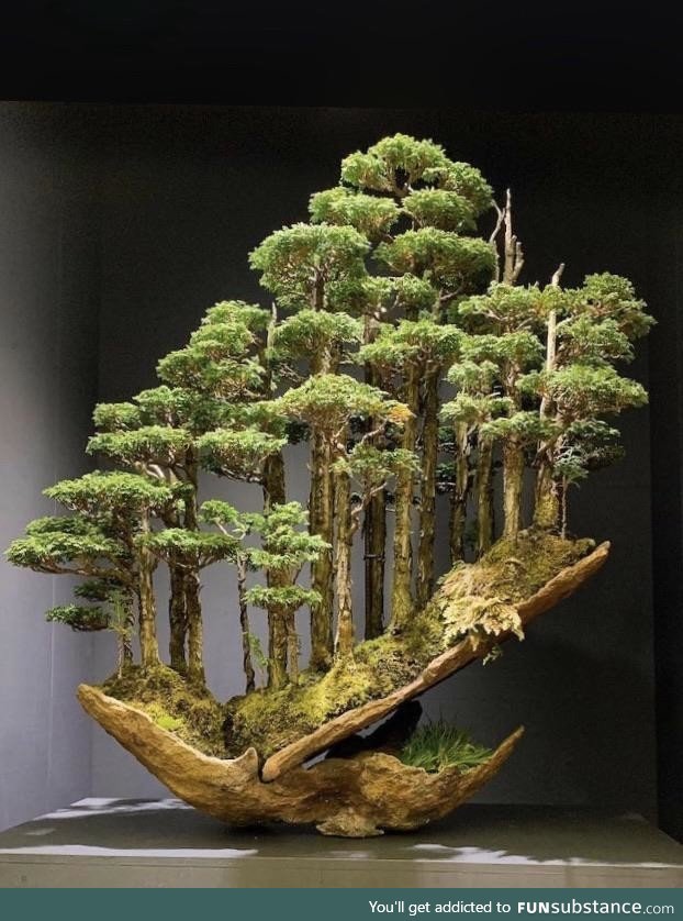 One of the nicest Bonsai trees I’ve seen