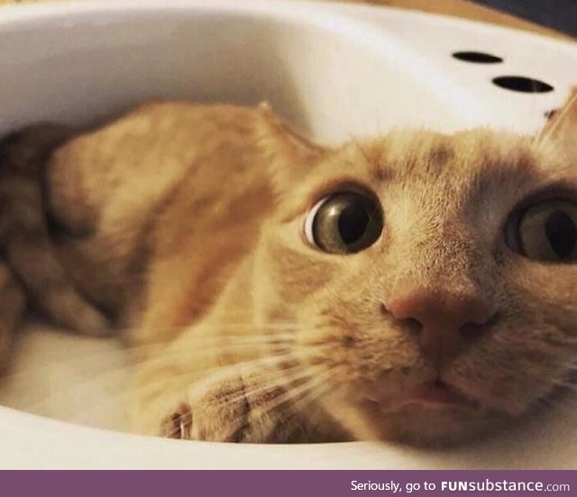 One of our cats likes sinks. A lot. So we got a sink just for her. This is how she