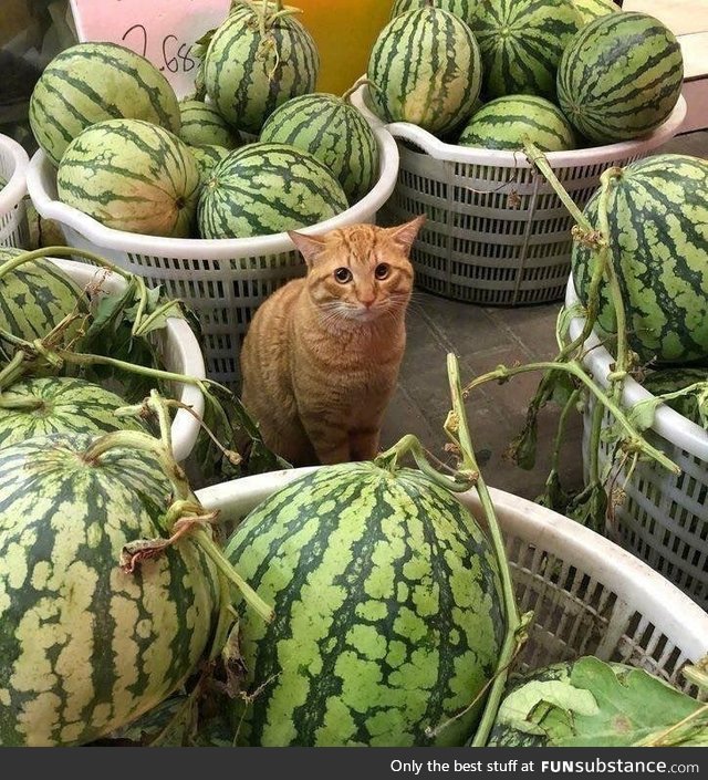 Cat surrounded by watermelons