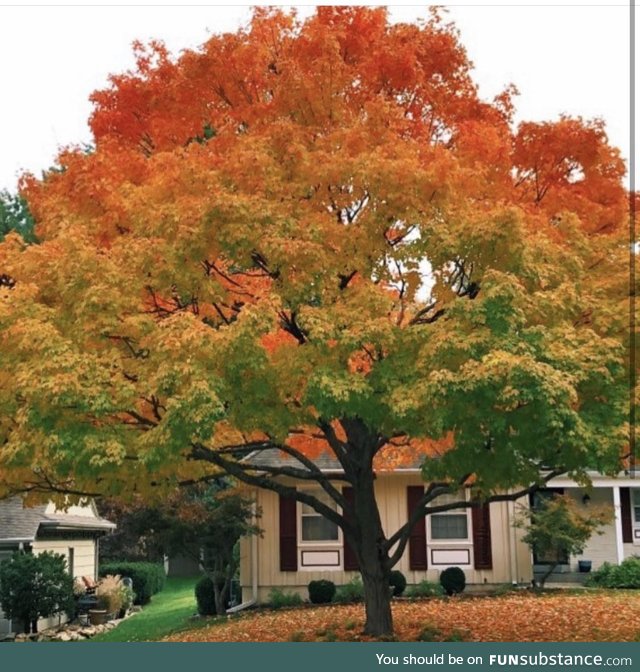 The perfect blend of fall foliage colors. Hope, Rhode Island