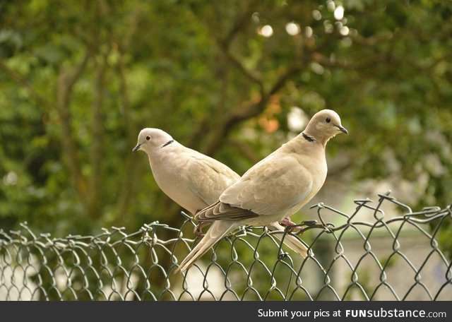 Eurasian collared doves, or as we Norwegians call them, Turkish doves