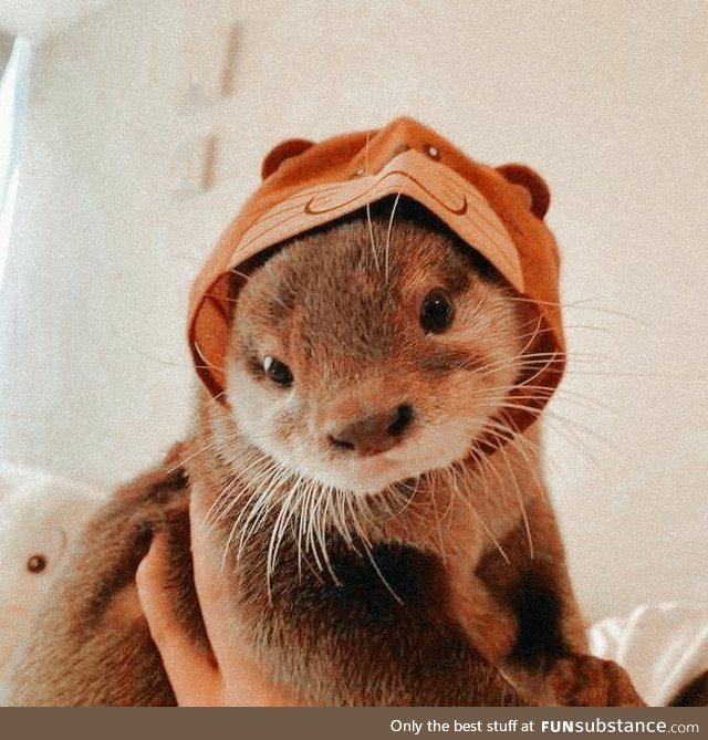 You otter stop scrolling. This is important