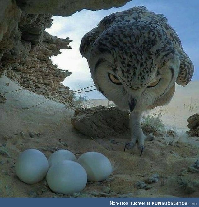 Mumma owl on guard. If looks could kill