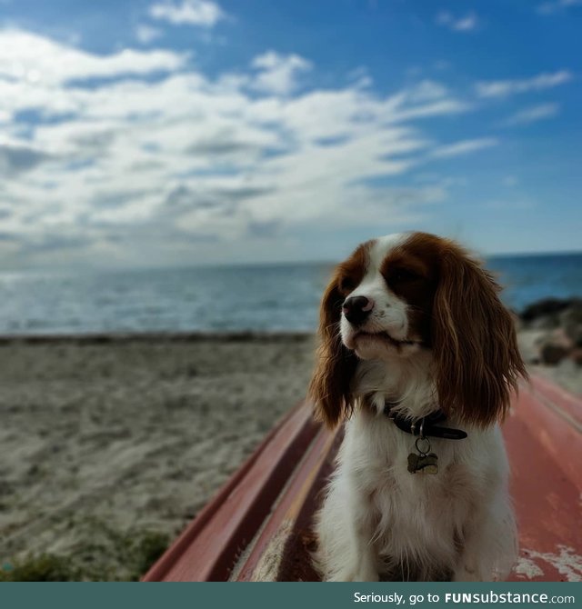 I got a decent picture of my dog at the beach today!