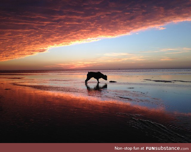 My old dog sniffing new water as the tide comes in against an unbelievable sunset