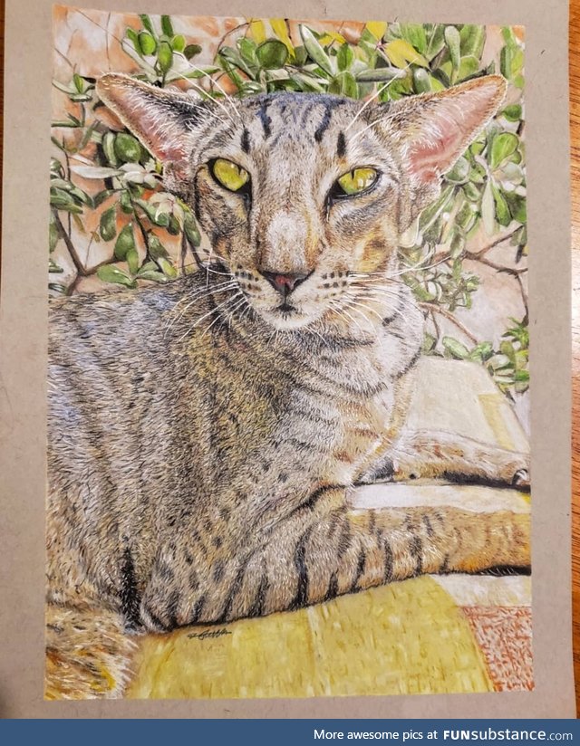 Cat I drew with pencil crayon