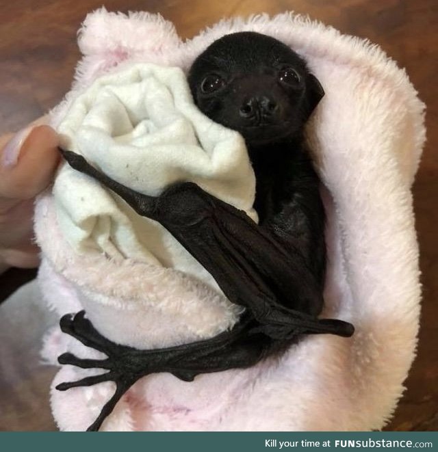 Those eyes!! A baby fruit bat (flying fox).