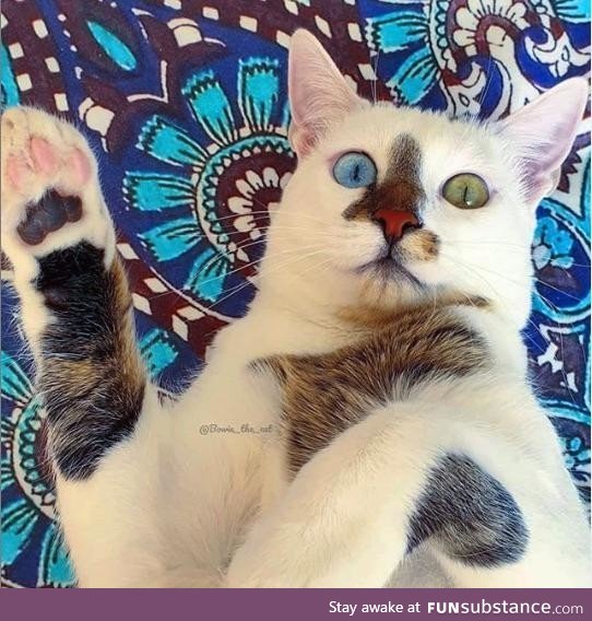 A cat named Bowie