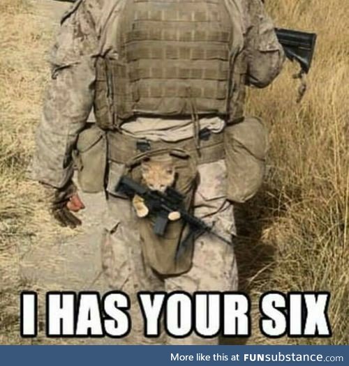 Kitten Has Your Six