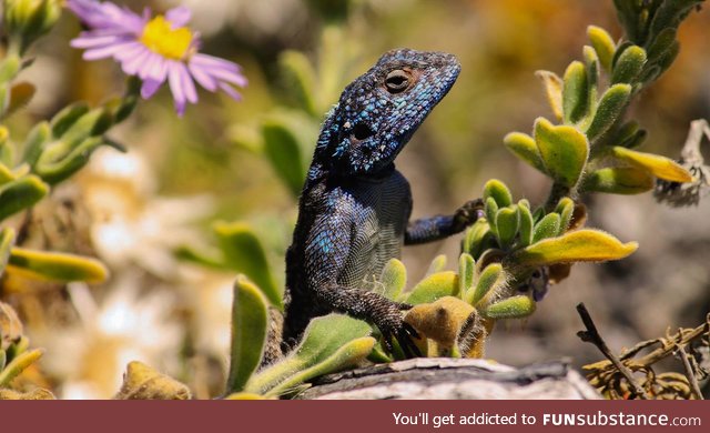 Little photogenic lizard