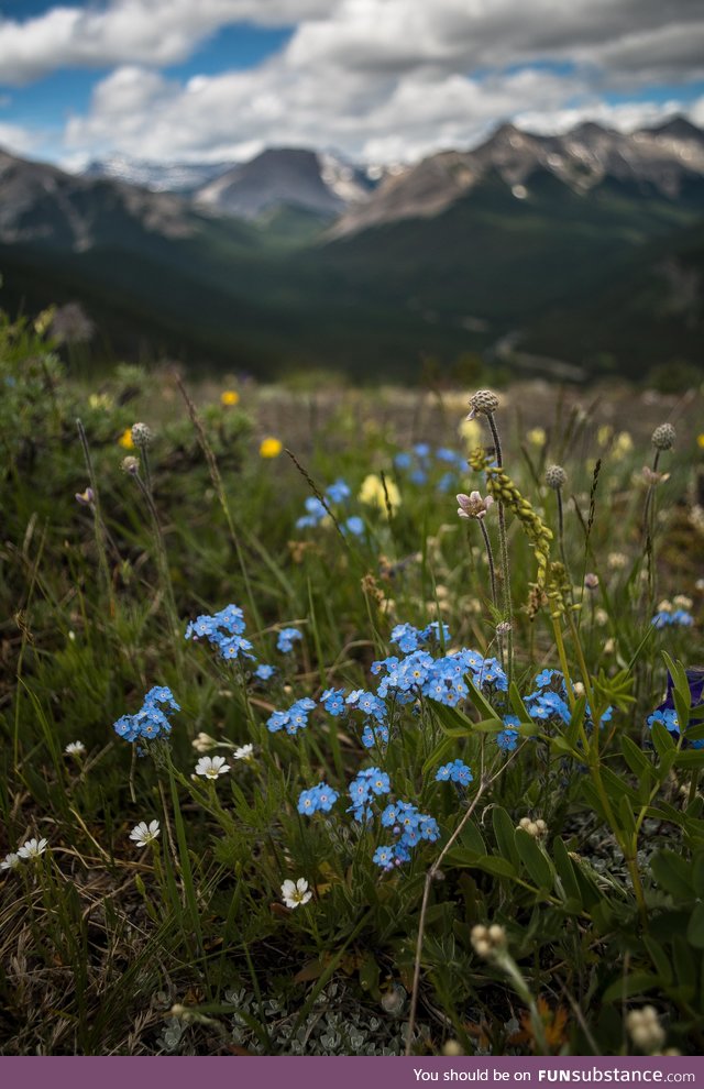 Mountain flowers of Alberta