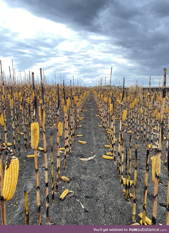 A fire burned the leaves and husks in this cornfield leaving the stalks and cobs largely