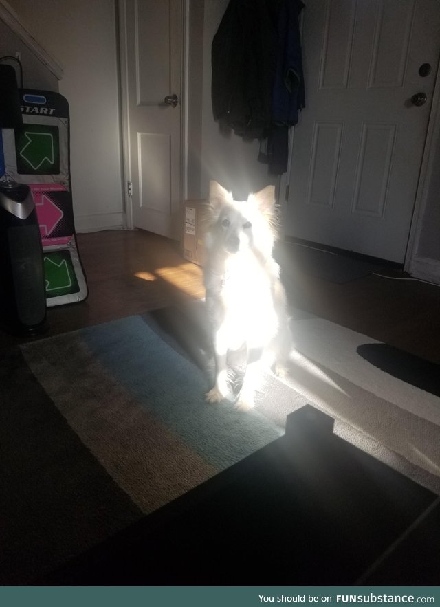 I think my dog has a side quest for me