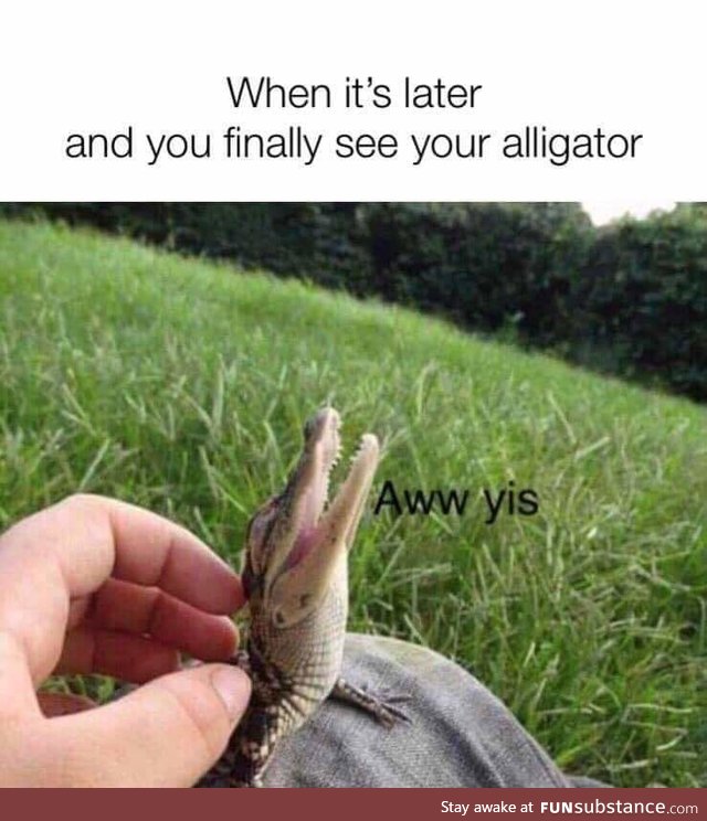Been a while crocodile