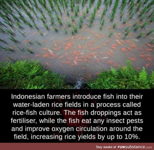 Rice-fish