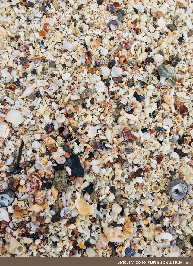 In Port Fairy, Australia, there is a beach almost exclusively made of tiny seashells