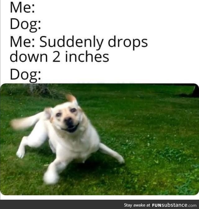 Silly doggos