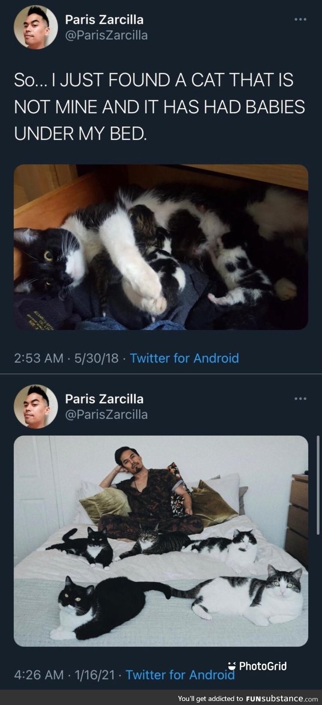 That's how you get a family of cats