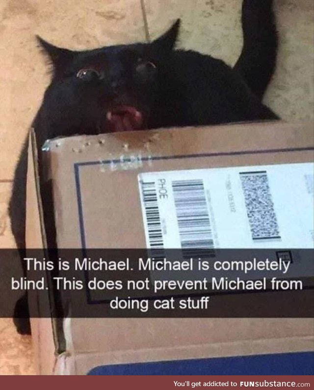 Michael still does cat stuff