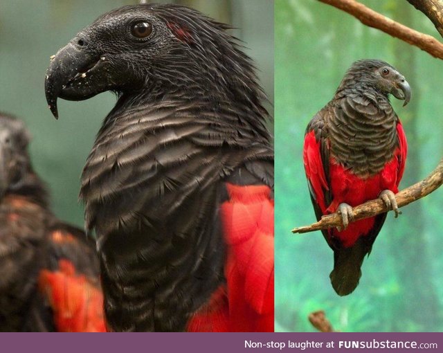 Dracula parrot