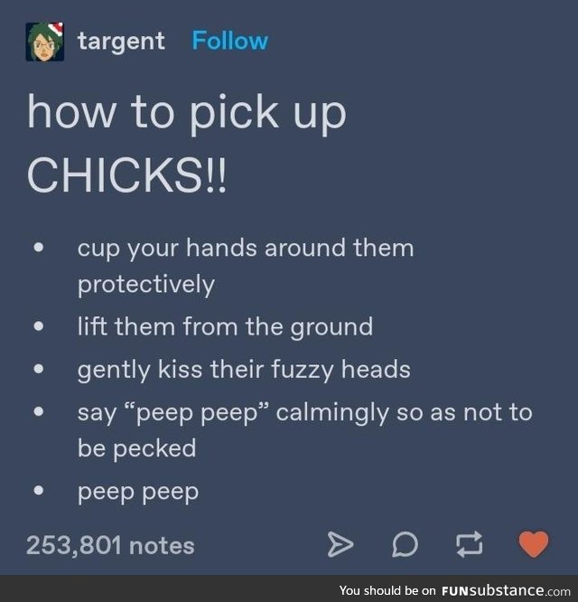 How to pick up chicks OR spring is coming