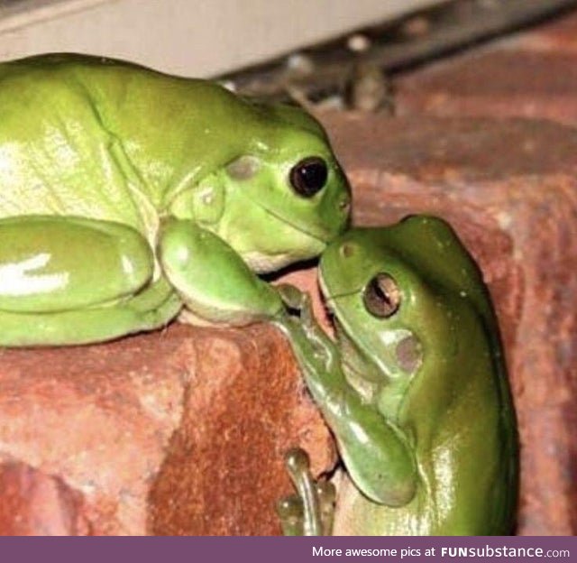 Froggo Fun #391 - Smoochies