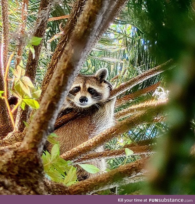 Heard some rustling up above, looked up to see this adorable girl