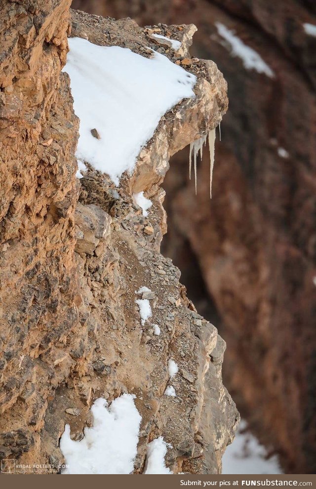 Can you see the snow leopard ?