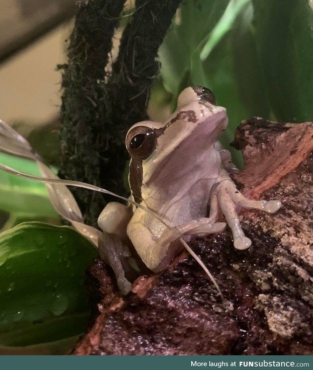 Froggo Fun #399 - Dignified