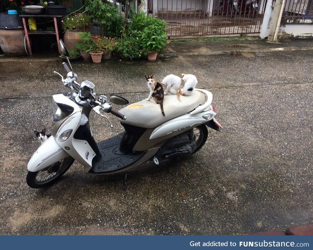 Caught these little punks trying to steal a motorbike