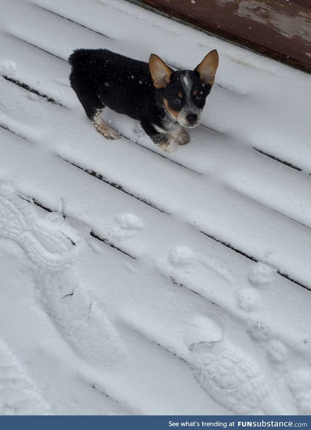 My doggo playing in the snow