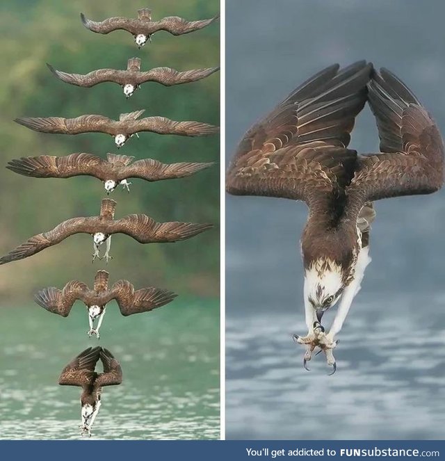 Eagle Diving