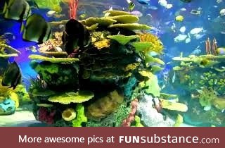 The amazing sea life in the ocean