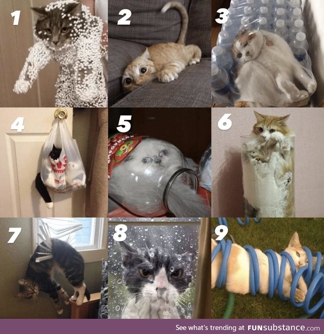 Which awkward cat are you today?