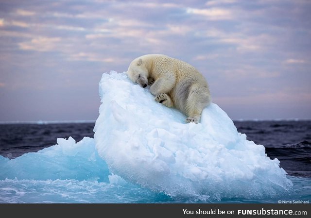 ???? Polar bear taking a nap on an iceberg