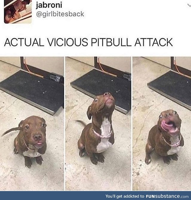 BaN tHeSe DoGs - Vicious PitBull Attack