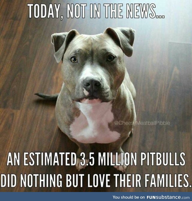 Today, not in the news [PitBullSubstance]