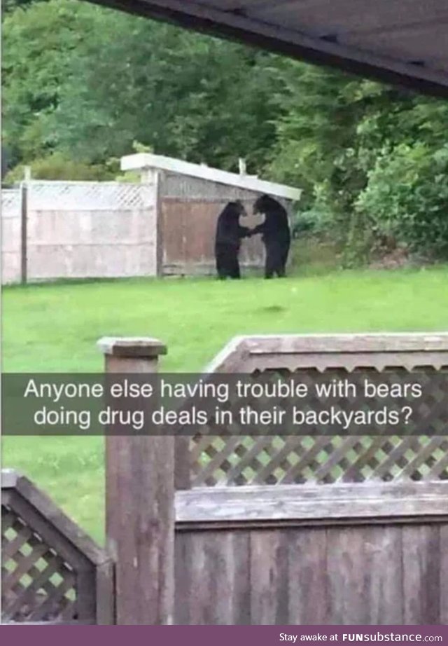 Damned bears