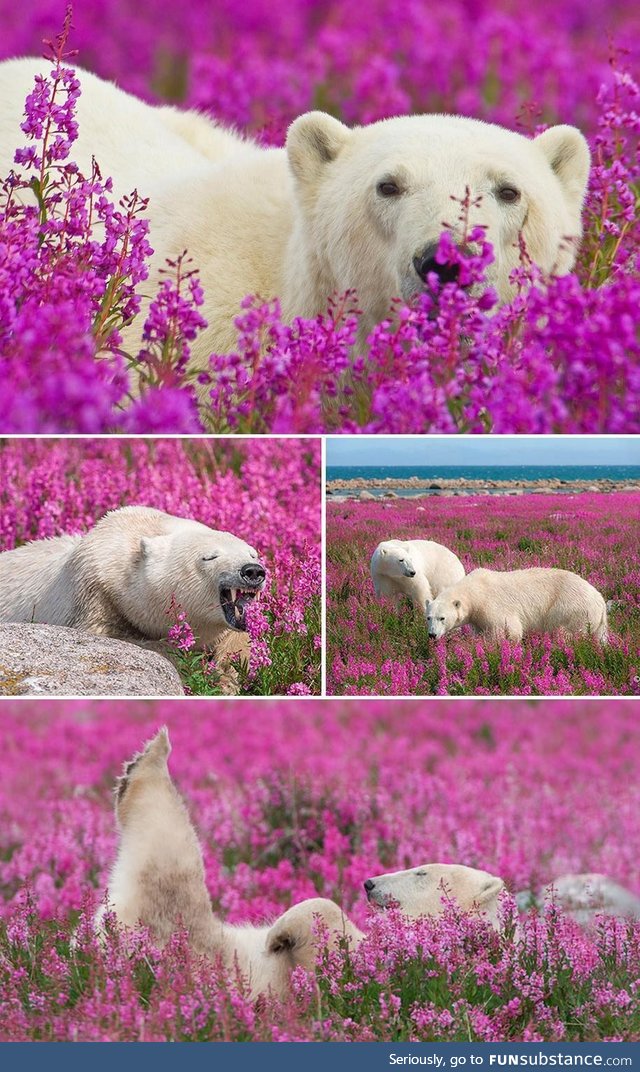 You are constantly a polar bear snack