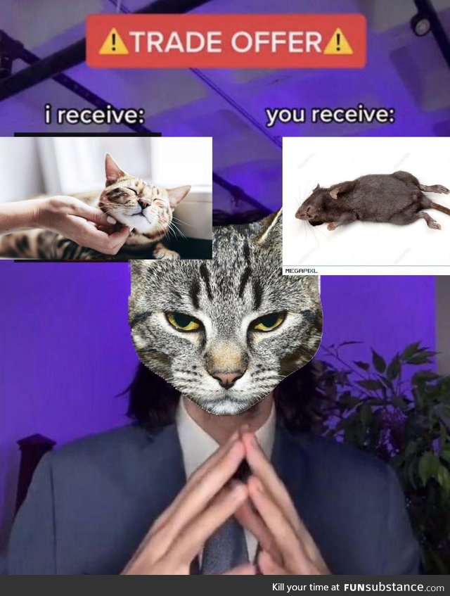 Purrfect offer