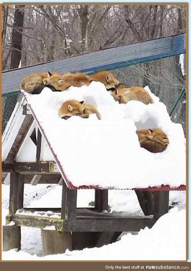 But does the fox snore?