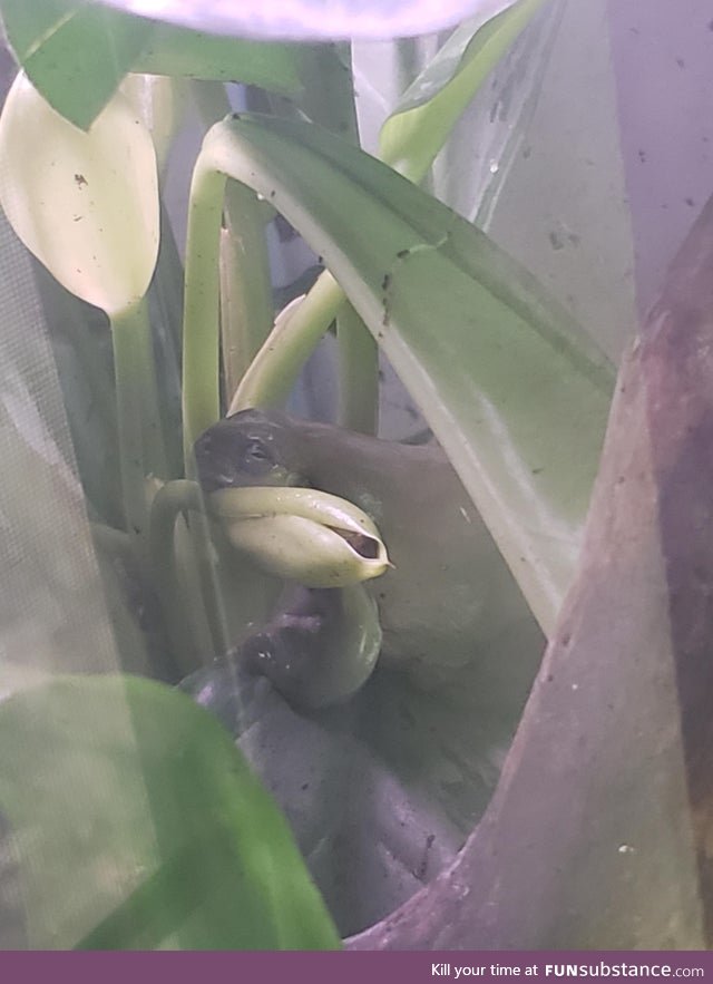 Froggo Fun #448 - Slep on Leaf Pillow